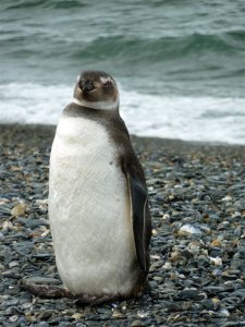 Ushuaia-Penguins-2