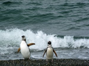 Ushuaia-Penguins-3