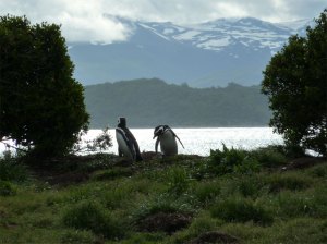 Ushuaia-Penguins-6